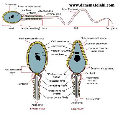 drnematolahi